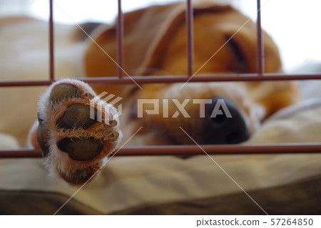 比格犬 57264850