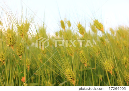 綠色大麥領域，農業，領域，領域 57264903