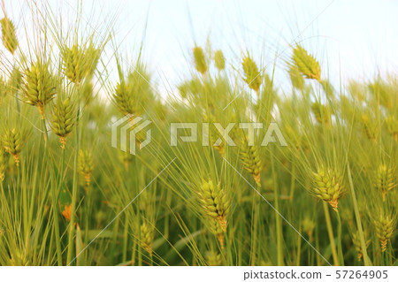 綠色大麥領域，農業，領域，領域 57264905