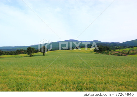 綠色大麥領域,農業,領域,領域 綠色大麥領域,農業,領域,領域 57264940