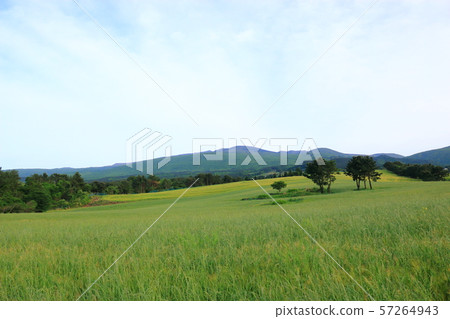 綠色大麥領域，農業，領域，領域 57264943