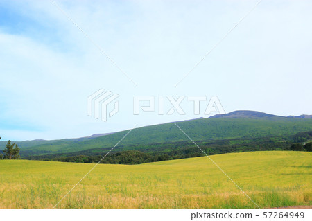 Green Barley Field, Agriculture, Field, Field Green Barley Field, Agriculture, Field, Field 57264949