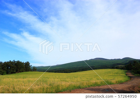 綠色大麥領域，農業，領域，領域 57264950