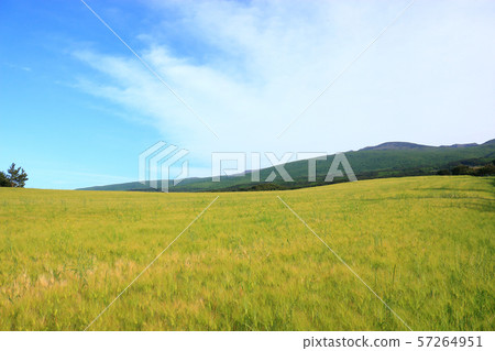 Green Barley Field, Agriculture, Field, Field Green Barley Field, Agriculture, Field, Field 57264951
