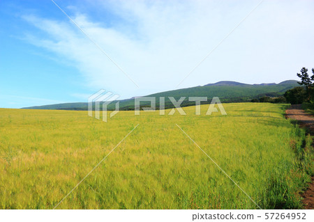 綠色大麥領域，農業，領域，領域 57264952