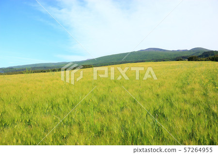 綠色大麥領域，農業，領域，領域 57264955