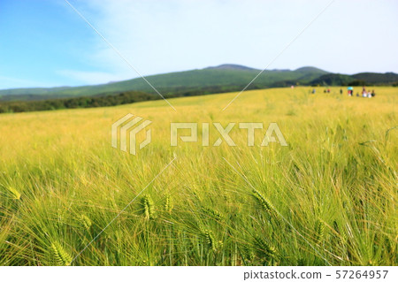 Green Barley Field, Agriculture, Field, Field Green Barley Field, Agriculture, Field, Field 57264957