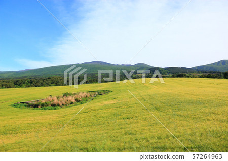 綠色大麥領域,農業,領域,領域 綠色大麥領域,農業,領域,領域 57264963