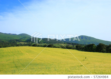 綠色大麥領域，農業，領域，領域 57264964