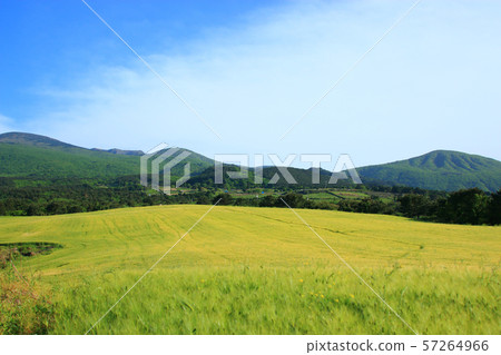 綠色大麥領域，農業，領域，領域 57264966
