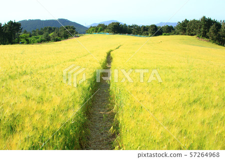 綠色大麥領域，農業，領域，領域 57264968