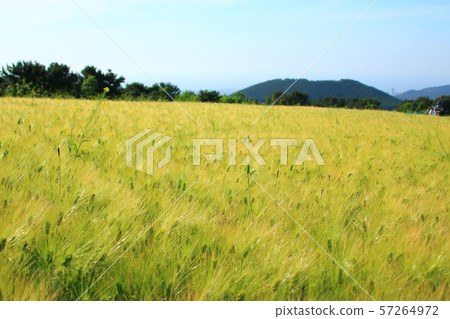 綠色大麥領域,農業,領域,領域 綠色大麥領域,農業,領域,領域 57264972