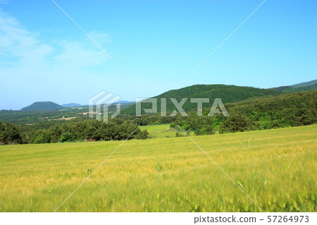 綠色大麥領域，農業，領域，領域 57264973