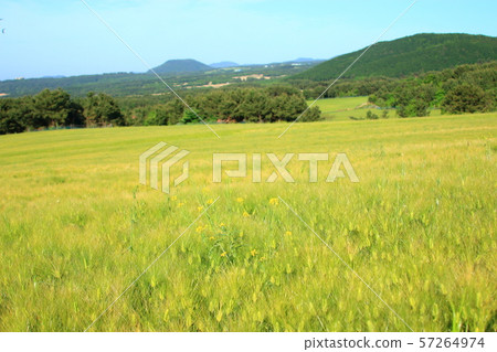 綠色大麥領域，農業，領域，領域 57264974