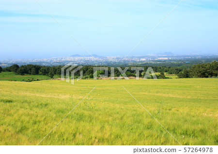 綠色大麥領域,農業,領域,領域 綠色大麥領域,農業,領域,領域 57264978
