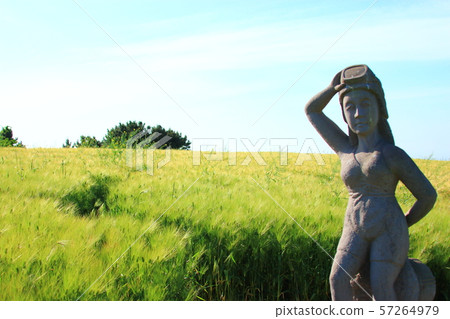 綠色大麥領域,農業,領域,領域 綠色大麥領域,農業,領域,領域 57264979