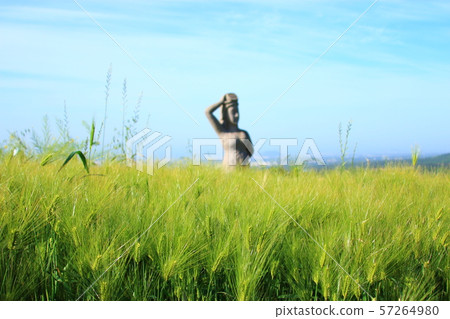 綠色大麥領域，農業，領域，領域 57264980