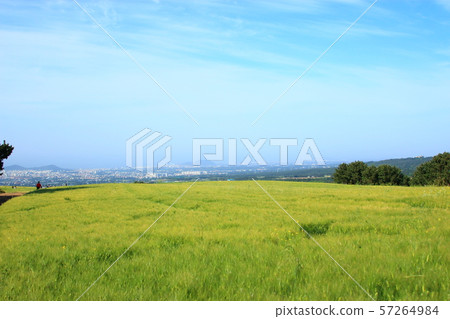 綠色大麥領域,農業,領域,領域 綠色大麥領域,農業,領域,領域 57264984