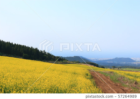 綠色大麥領域,農業,領域,領域 綠色大麥領域,農業,領域,領域 57264989