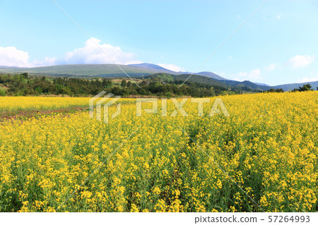 綠色大麥領域，農業，領域，領域 57264993