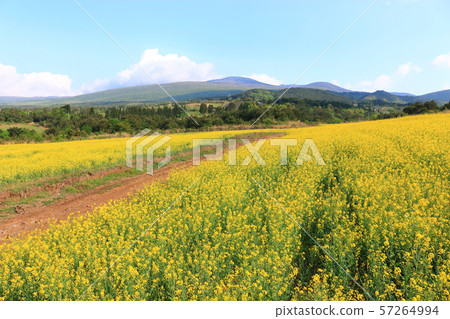 綠色大麥領域,農業,領域,領域 綠色大麥領域,農業,領域,領域 57264994