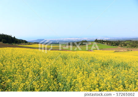 Green Barley Field, Agriculture, Field, Field Green Barley Field, Agriculture, Field, Field 57265002