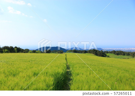 綠色大麥領域，農業，領域，領域 57265011