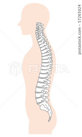 Cervical spine, lumbar spine, sacrum, no name 57265024