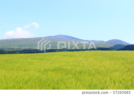 綠色大麥領域，農業，領域，領域 57265065