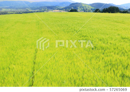 綠色大麥領域,農業,領域,領域 綠色大麥領域,農業,領域,領域 57265069