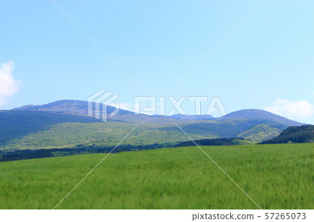 綠色大麥領域，農業，領域，領域 57265073