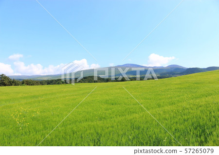 綠色大麥領域,農業,領域,領域 綠色大麥領域,農業,領域,領域 57265079