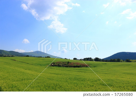 綠色大麥領域，農業，領域，領域 57265080