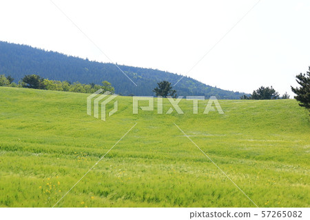 綠色大麥領域，農業，領域，領域 57265082