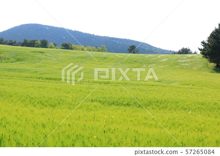 Green Barley Field, Agriculture, Field, Field Green Barley Field, Agriculture, Field, Field 57265084