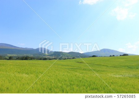 綠色大麥領域，農業，領域，領域 57265085