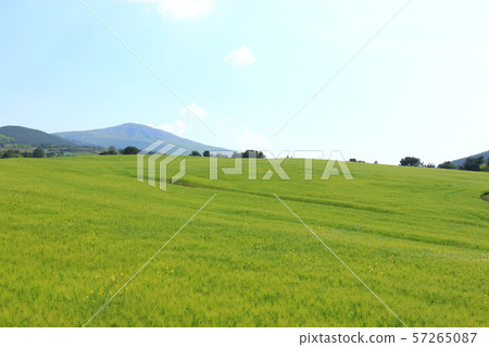 綠色大麥領域,農業,領域,領域 綠色大麥領域,農業,領域,領域 57265087