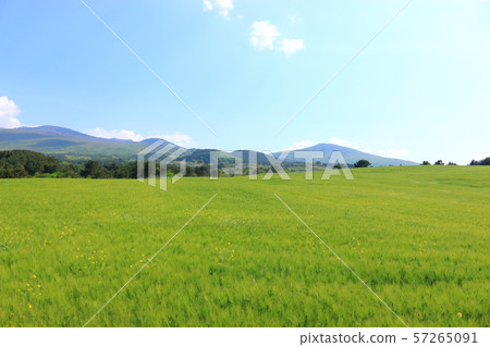 綠色大麥領域，農業，領域，領域 57265091