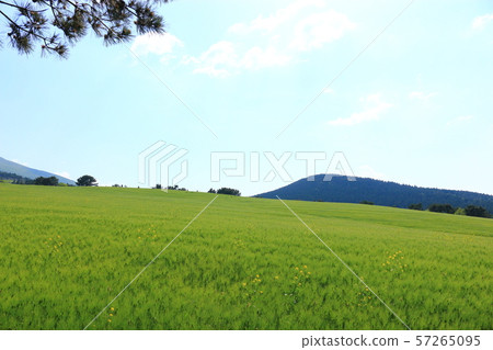 綠色大麥領域，農業，領域，領域 57265095