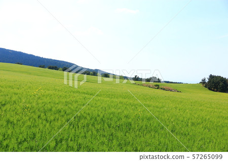 綠色大麥領域,農業,領域,領域 綠色大麥領域,農業,領域,領域 57265099