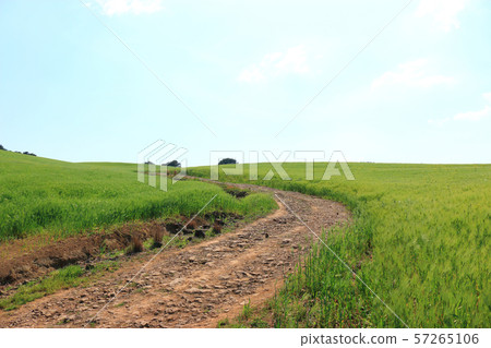 綠色大麥領域，農業，領域，領域 57265106