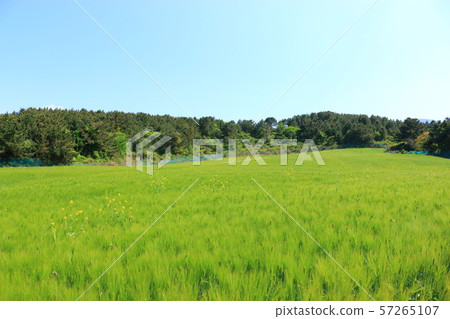 Green Barley Field, Agriculture, Field, Field Green Barley Field, Agriculture, Field, Field 57265107