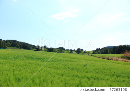 綠色大麥領域,農業,領域,領域 綠色大麥領域,農業,領域,領域 57265108