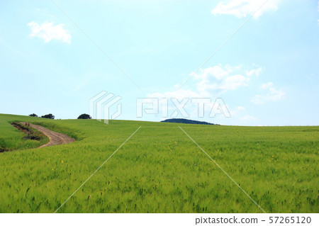 綠色大麥領域,農業,領域,領域 綠色大麥領域,農業,領域,領域 57265120