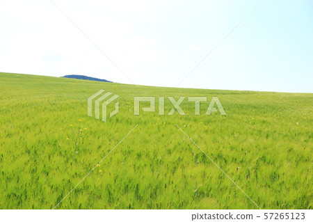 綠色大麥領域，農業，領域，領域 57265123