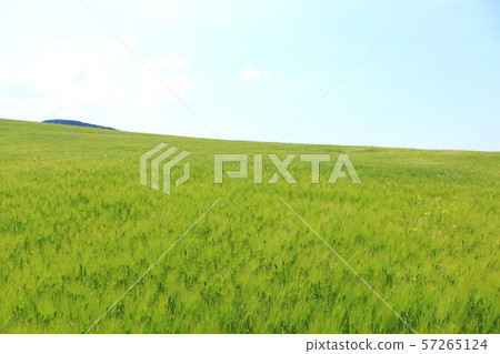 Green Barley Field, Agriculture, Field, Field 57265124