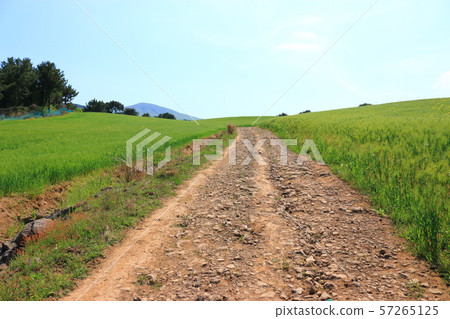 綠色大麥領域，農業，領域，領域 57265125