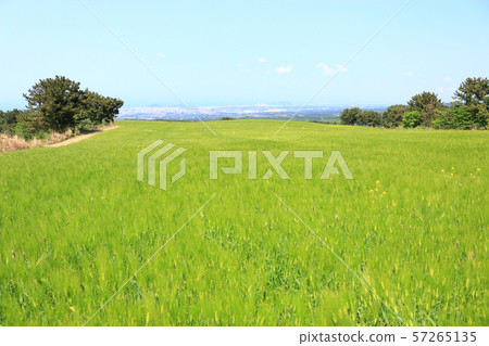 綠色大麥領域，農業，領域，領域 57265135