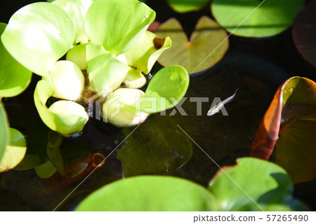 Biotope Medaka Hotei Grass 57265490