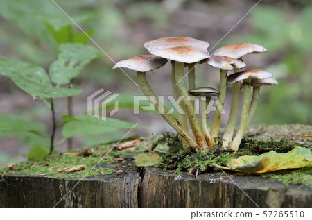 Mushrooms growing on a tree stump in the autumn Mushrooms growing on a tree stump in the autumn 57265510